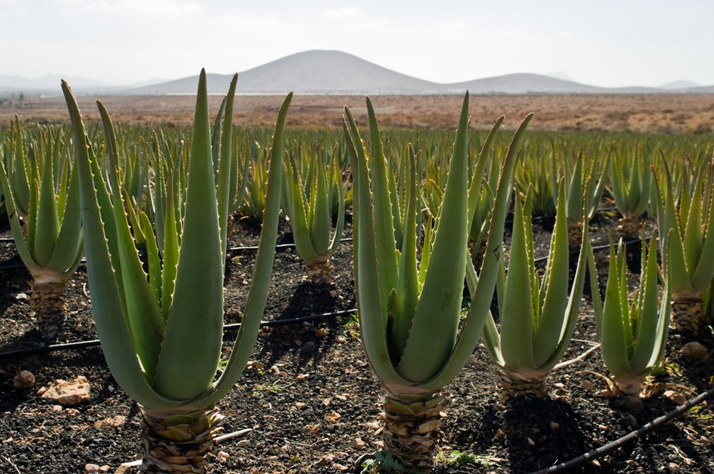 aloe vera