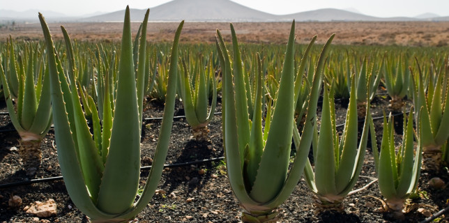 aloe vera