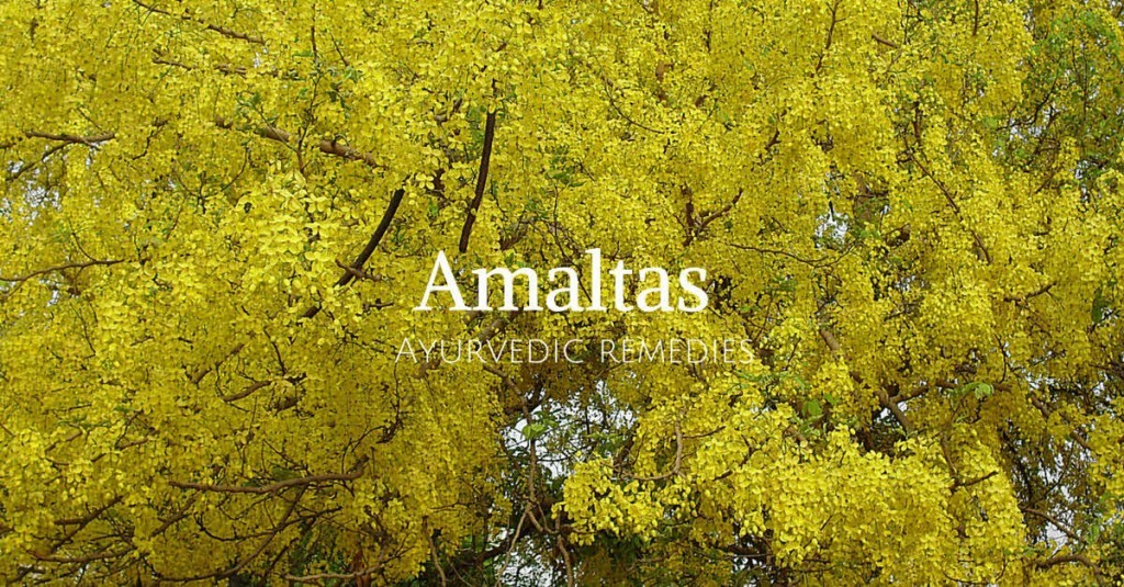 amaltas flower