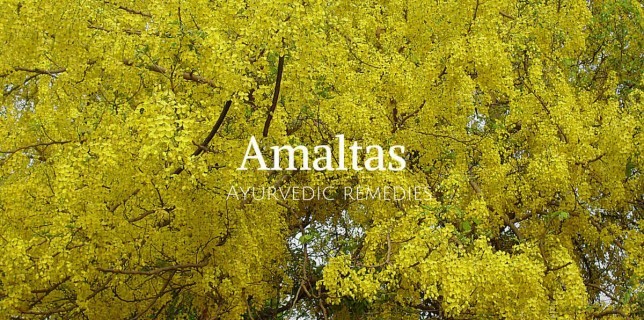 amaltas flower