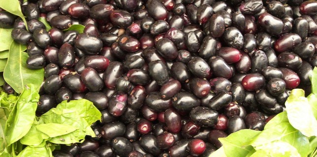 Jamun medicinal Uses