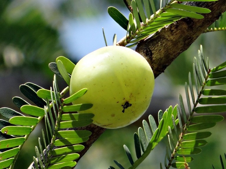 amla-powder-in-hindi