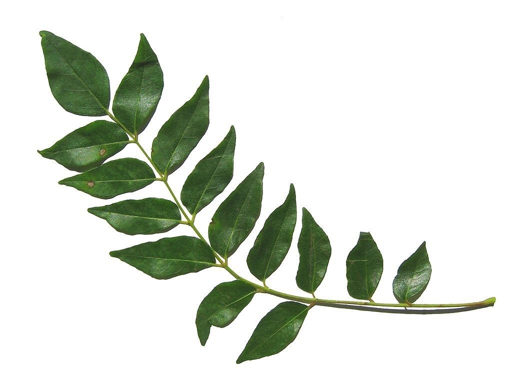 Curry Leaves