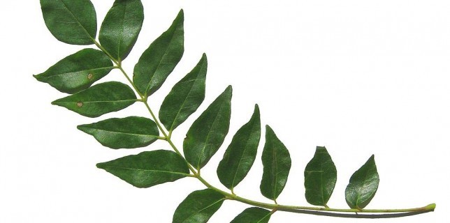 Curry Leaves