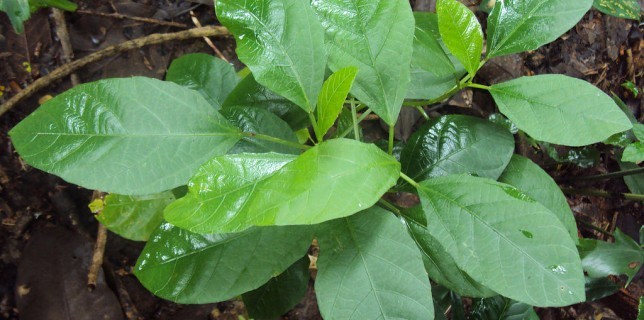 Danti plant medicinal uses