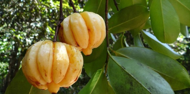 garcinia-cambogia