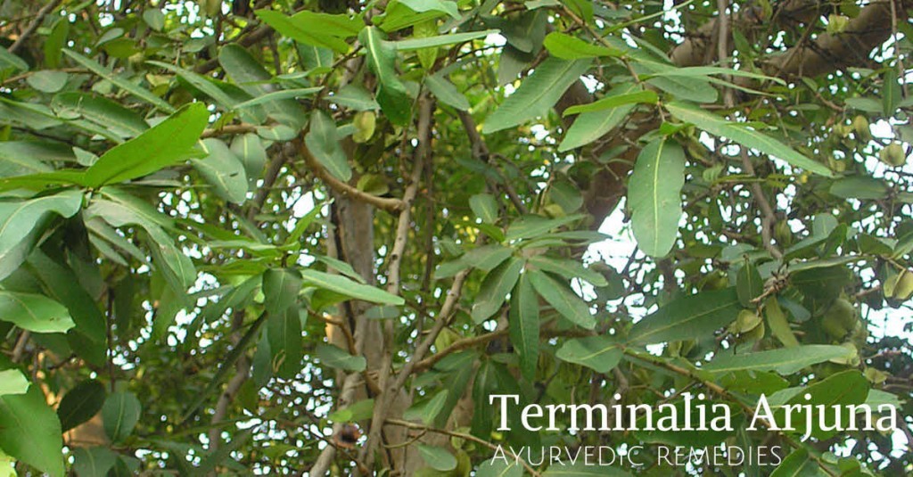 Arjun tree medicinal uses