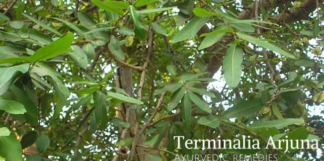 Arjun tree medicinal uses