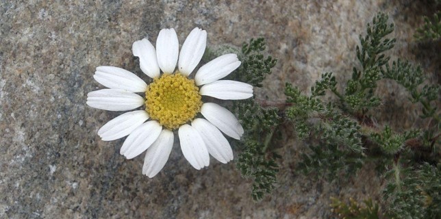 akarkara medicinal uses