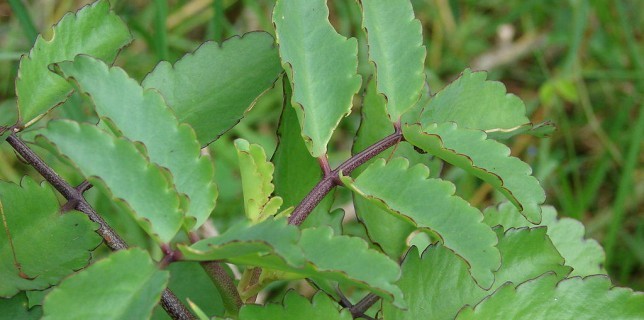 patharchatta medicinal uses