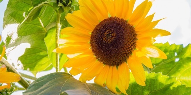 sunflower medicinal uses