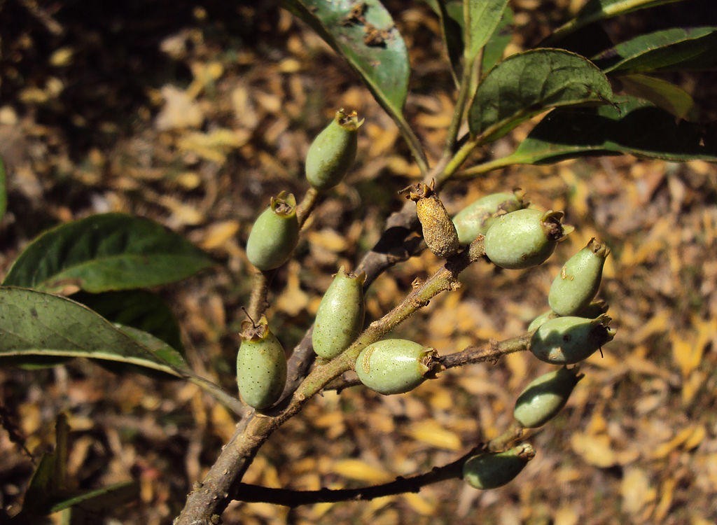 lodhara medicinal uses