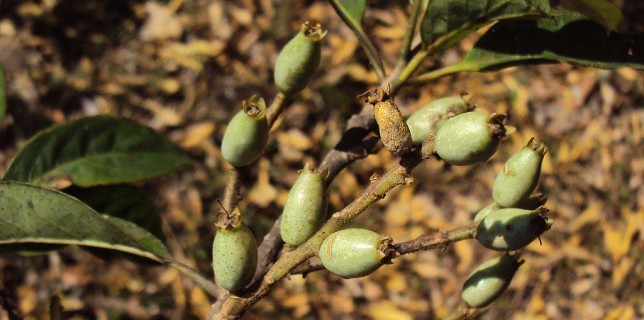 lodhara medicinal uses