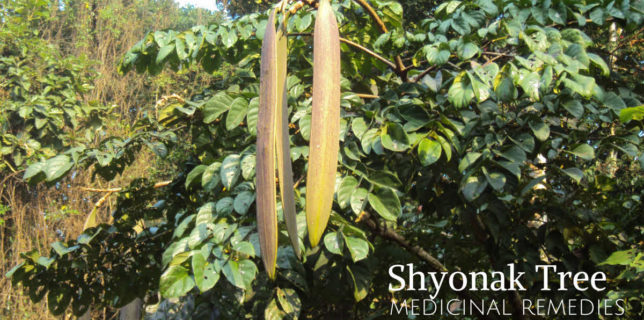 shyonak tree