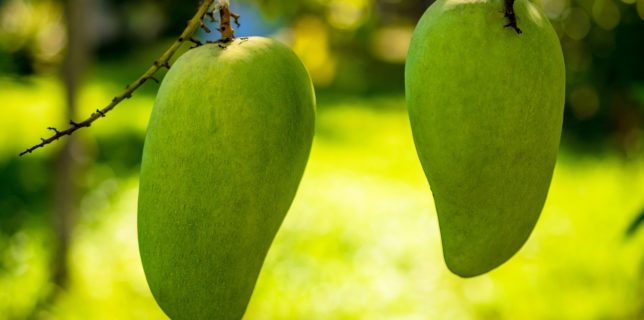 Mango health benefits